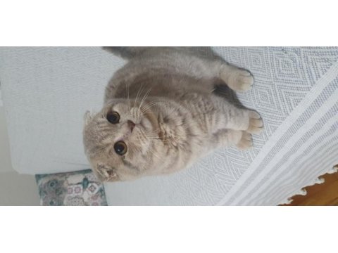 Yavru british shorthair kedimiz