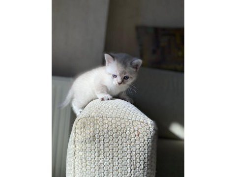 Kaliteli ırk sağlıklı yavrular british shorthair