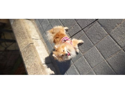 İş yoğunluğundan pomeranian