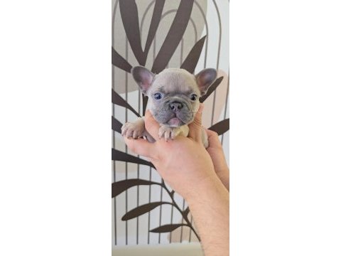 Ev ortamında bakılan renkli gözlü french bulldog yavrularım