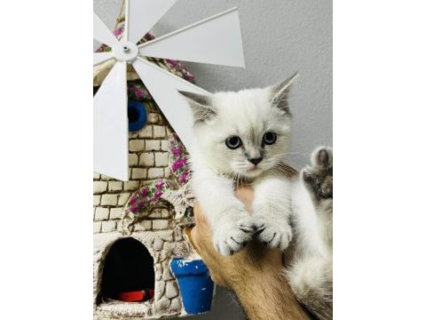 Safkan british shorthair bebekler