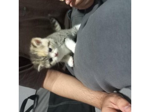 British shorthair yavrular oyuncu