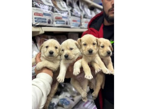 Golden retriever bebekler