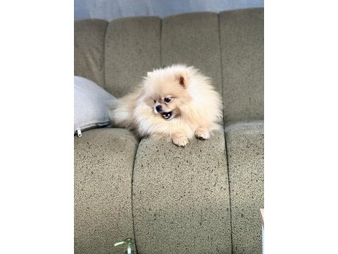 Pomeranian show class 