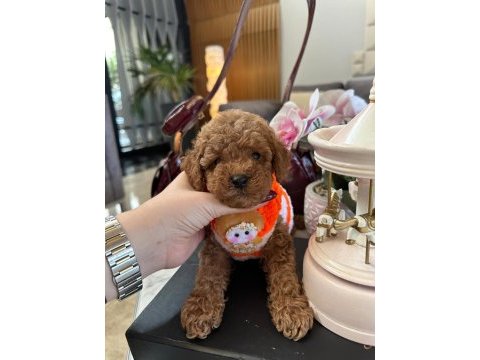 Kore kan poodle bebekleri
