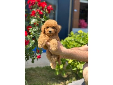 Sevimli toy poodle yavrularımız