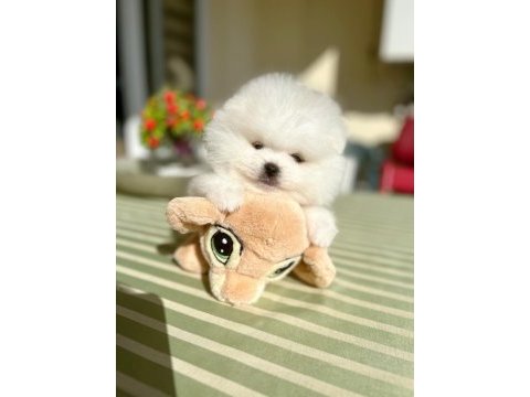 2 erkek ayıcıklar pomeranian boo
