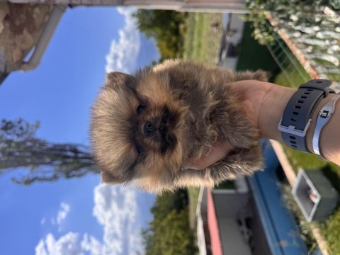 Safkan pomeranian boo orange