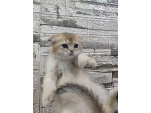 Golden scottish fold bebeklerim