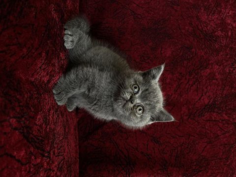 Cüce british shorthair dişi bebek