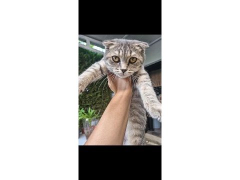 Uygun yavru british shorthair 4 aylık erkek oyuncu