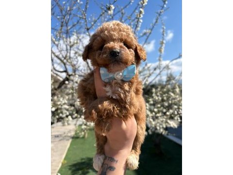 Şampiyon poodle bebekler geldi