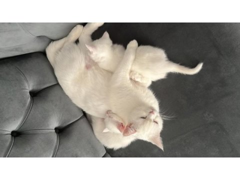 Ücretsiz 1,5 yaşında kedimiz