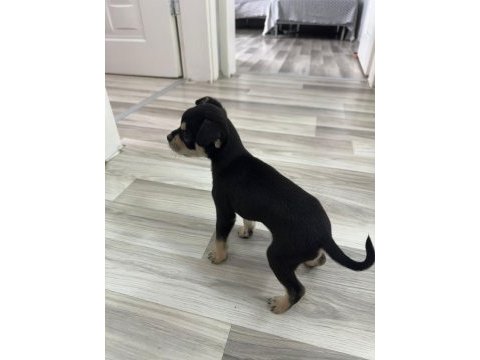 2 aylık erkek yavru chihuahua