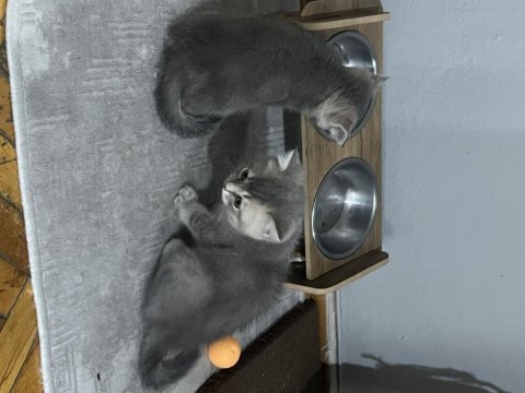 İki aylık british shorthair kedisi