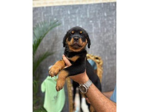 Şecereli rottweiler yavrularımız yenı aılesını beklıyor