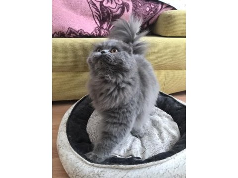 5 aylık scottish fold longhair dişi