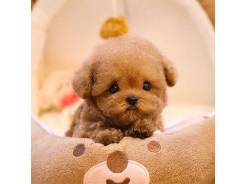 Super star toy poodle yavrularım