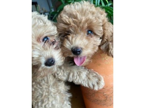 Toy yavru poodle anne baba poodle