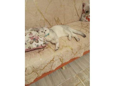 2 aylık british shorthair