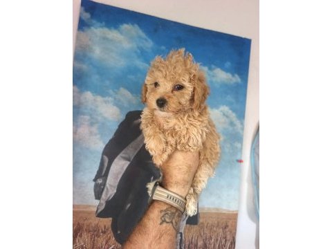 Birbirinden sevimli maltipoo yavrular