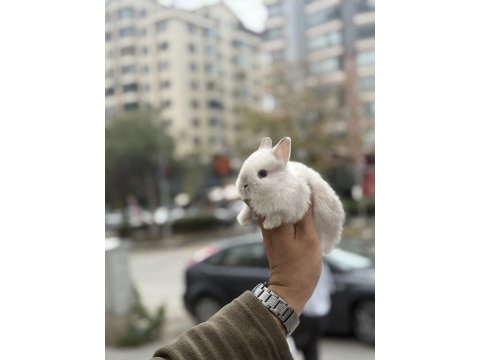 Orjinal bebek cüceler hazır