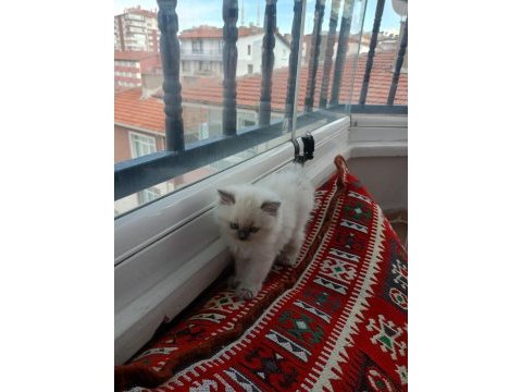 British shorthair yavrularımıza güzel bir yuva arıyoruz