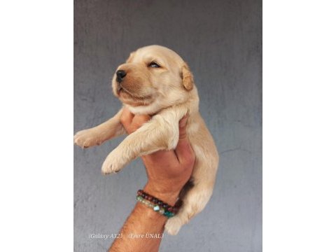 Baby face golden retriever yavrular