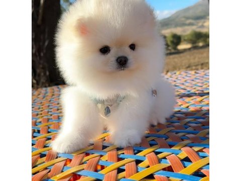Pomeranian boo safkan 3 aylık