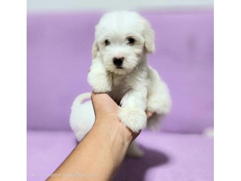 Maltese yavrularımız mevcuttur