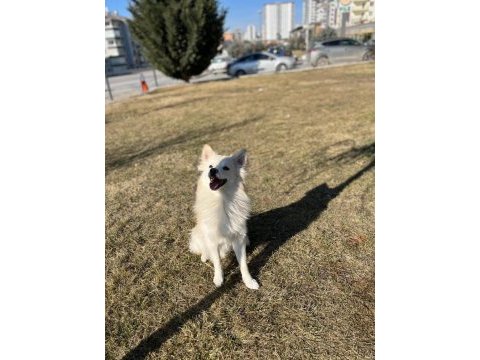 Eğitimli, komut itaat bilen, tuvalet eğitimli pomeranian