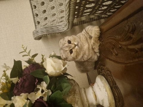 Yavru kedim scottish fold