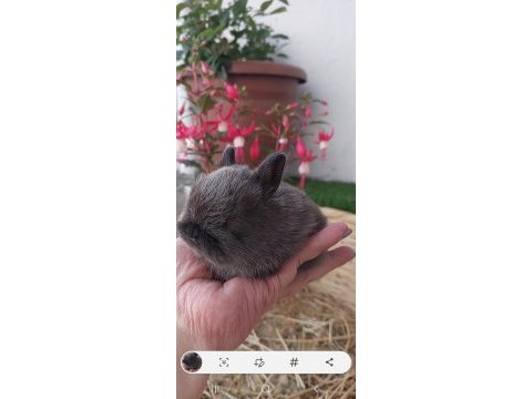 Cüce tavşan yavrusu