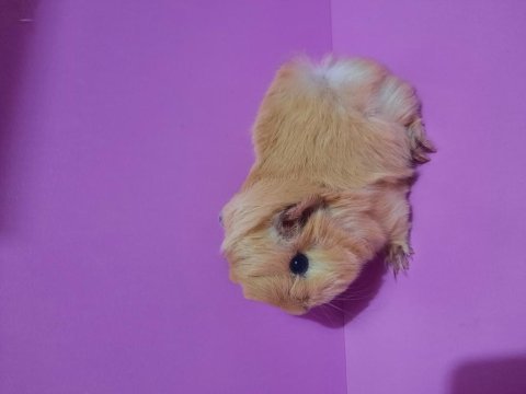 Peruvan guinea pig yavrularımız