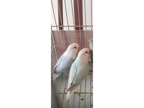 Mutasyonlu sevda papağanı bebek