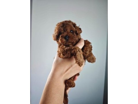 Kuşadasının en iyisi teacup toy poodle yavrular