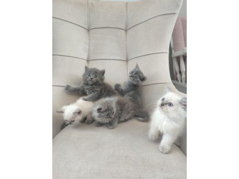 Safkan anne babadan british shorthair ayı surat yavrular