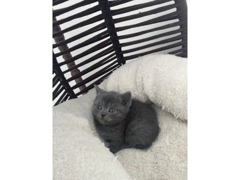 British shorthair gri safkan yavru