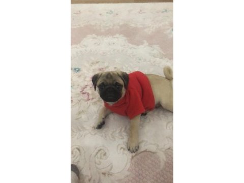 Sıfır burun türünün en iyisi tuvalet eğitimli pug