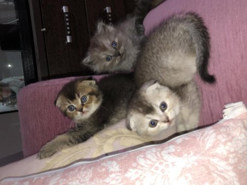 Britsh shorthair 2 aylık