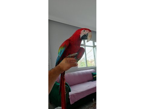Ara macaw 3 yaşında