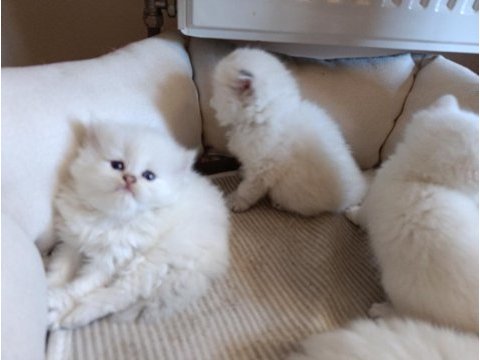 Anne baba full şecereli olup british shorthair yavrular