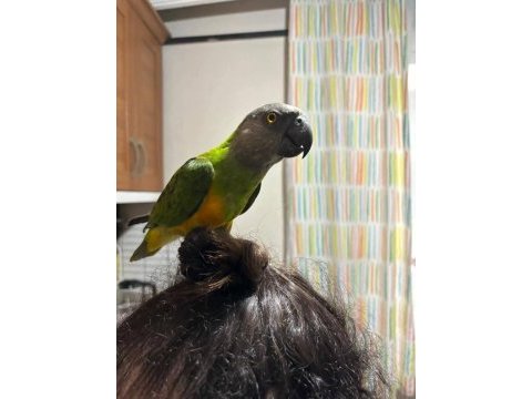 Acil satılık senegal papağanı