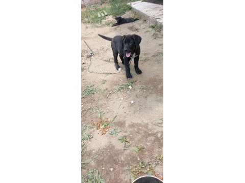 Cane corso bebekler
