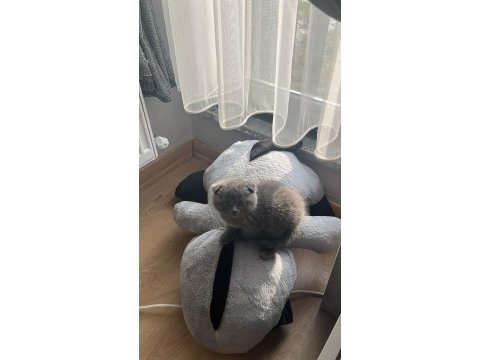 2 aylık scottish fold