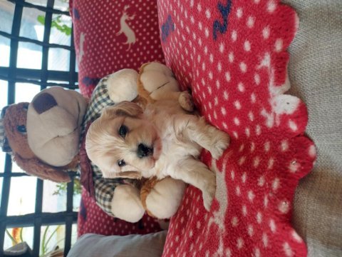 Orjinal kore maltipoo yavrularımız ust düzey