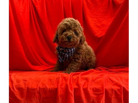 Safkan toy poodle bebekler