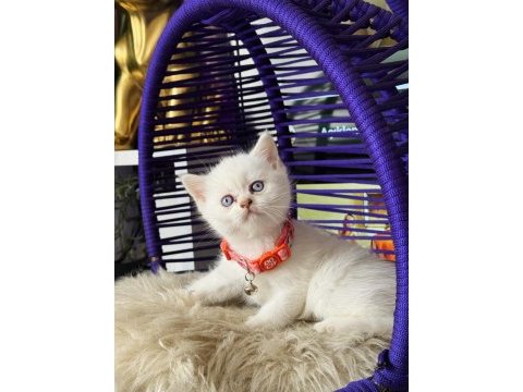 British shorthair bluepoint dişi erkek yavrular