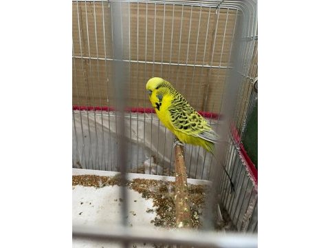 Jumbo muhabbet kuşu