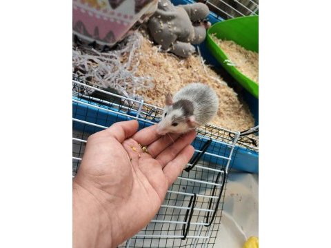1 aylık dumbo rat yavruları 1 naked 2 husky